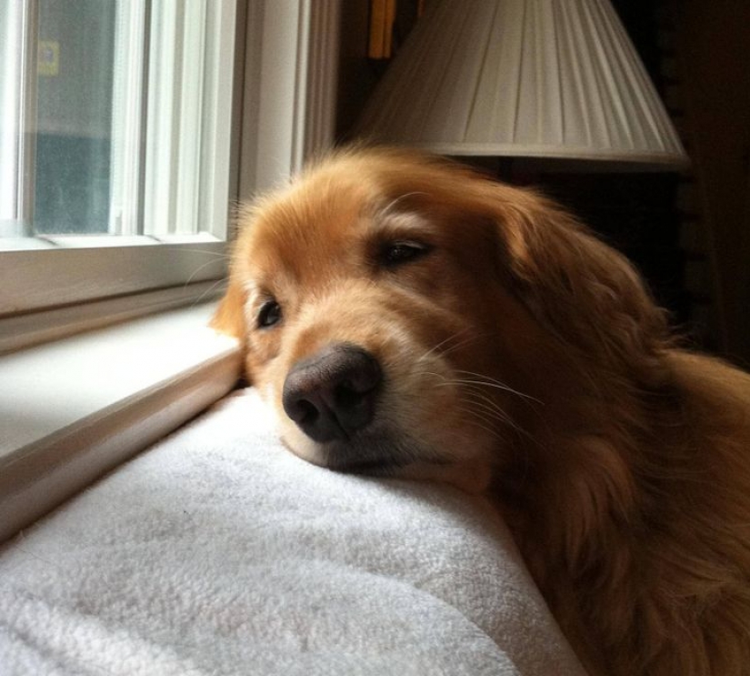14 pets whose middle name is "drama"