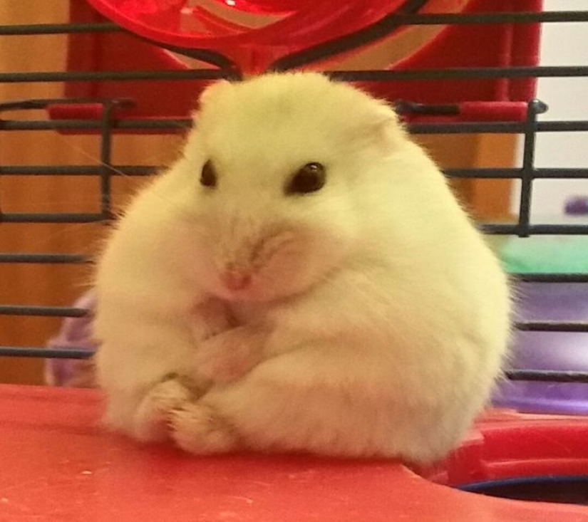 14 pets whose middle name is "drama"