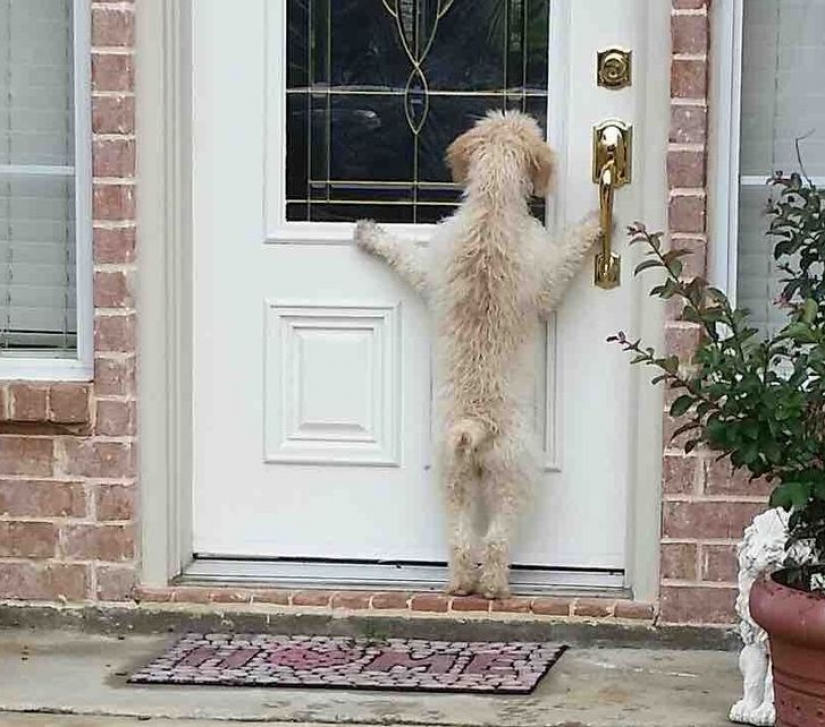 14 pets whose middle name is "drama"