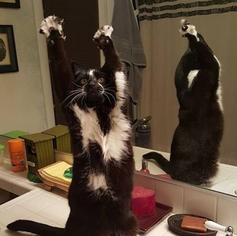 14 pets whose middle name is "drama"