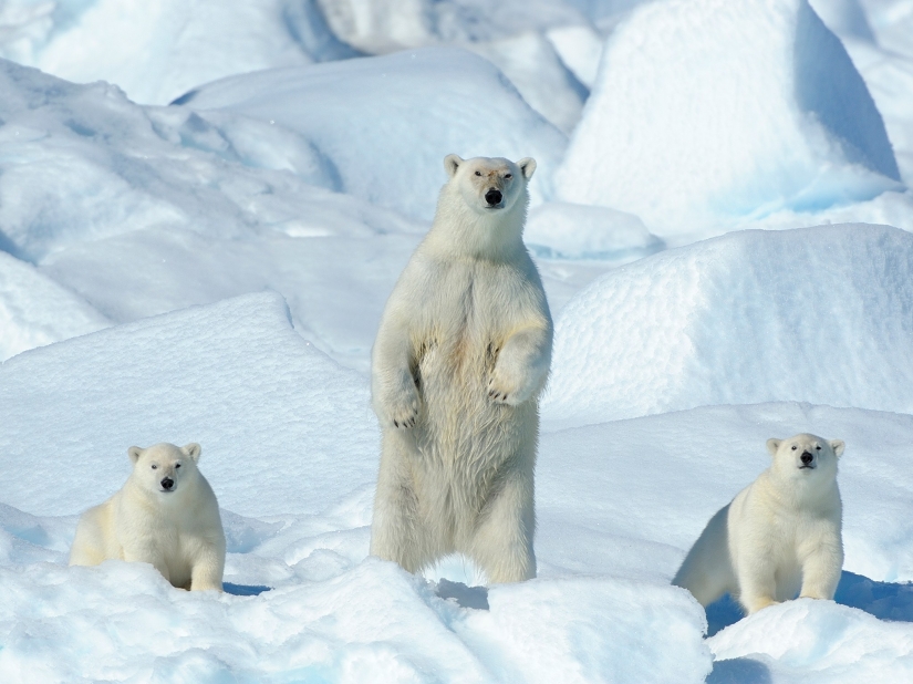 14 photos that will make you want to visit Greenland