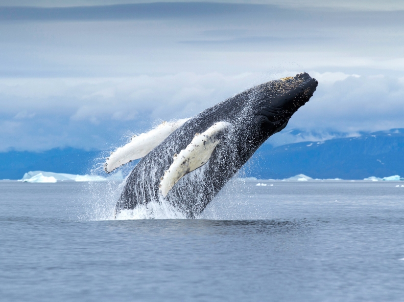 14 photos that will make you want to visit Greenland