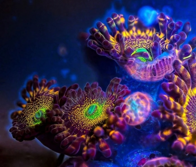 14 things that lose their normal appearance under ultraviolet light