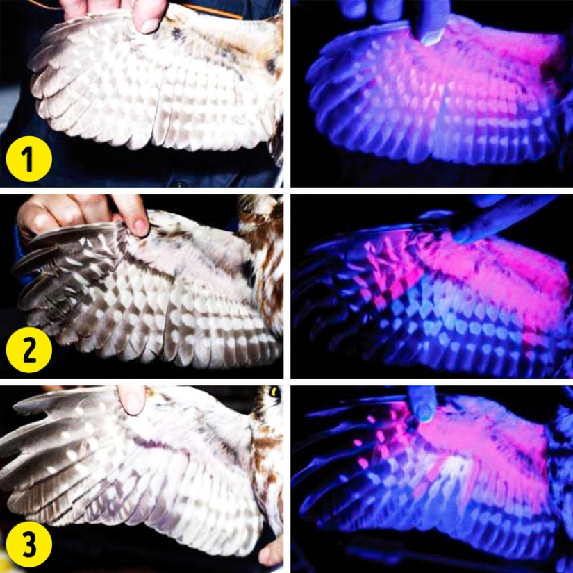 14 things that lose their normal appearance under ultraviolet light