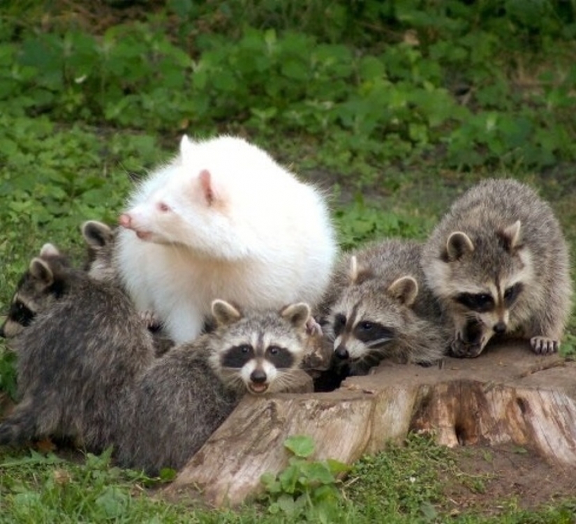 15 albino animals born to amaze the world