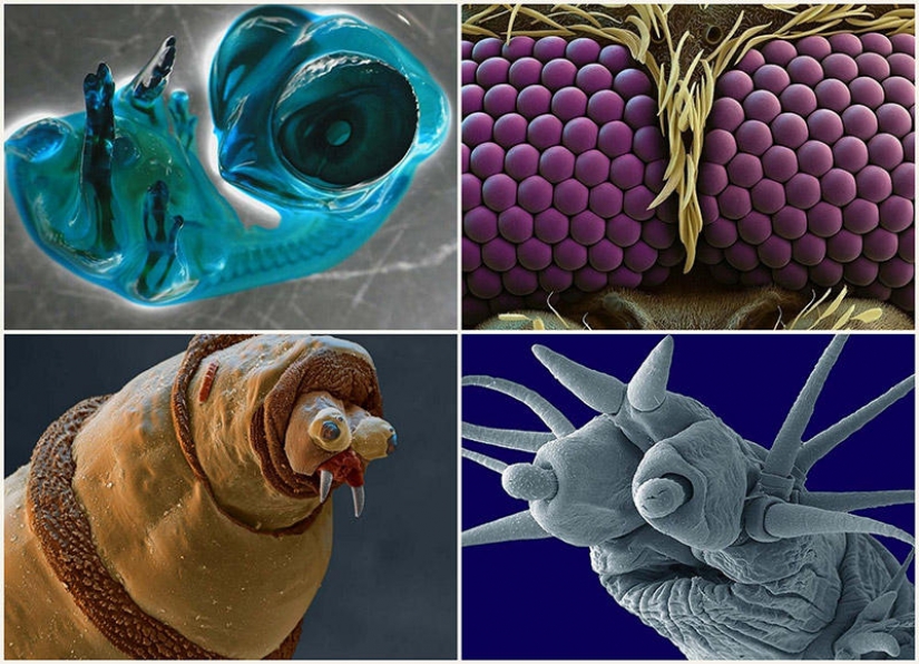 15 amazing creatures which can't see without a microscope 15 amazing creatures which can't see without a microscope