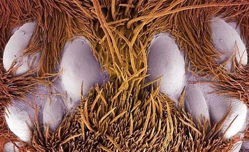 15 amazing creatures which can't see without a microscope 15 amazing creatures which can't see without a microscope