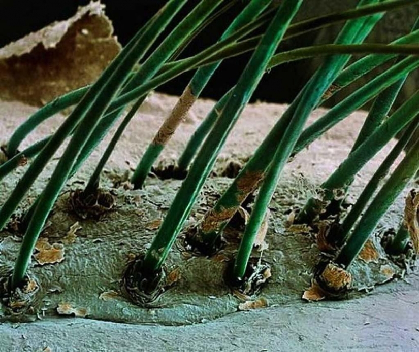 15 amazing creatures which can't see without a microscope 15 amazing creatures which can't see without a microscope