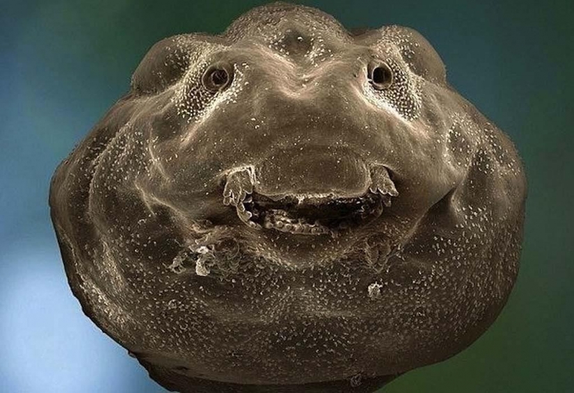 15 amazing creatures which can't see without a microscope 15 amazing creatures which can't see without a microscope
