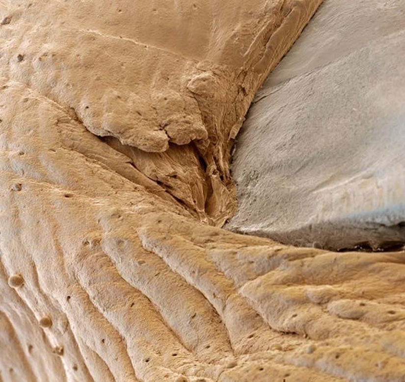 15 amazing creatures which can't see without a microscope 15 amazing creatures which can't see without a microscope