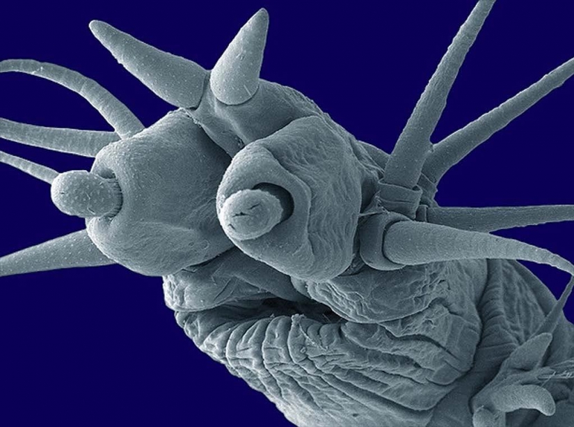 15 amazing creatures which can't see without a microscope 15 amazing creatures which can't see without a microscope