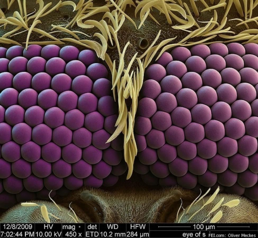 15 amazing creatures which can't see without a microscope 15 amazing creatures which can't see without a microscope