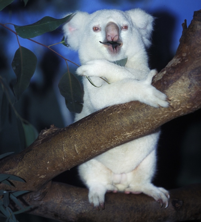 15 animales albinos nacidos para asombrar al mundo