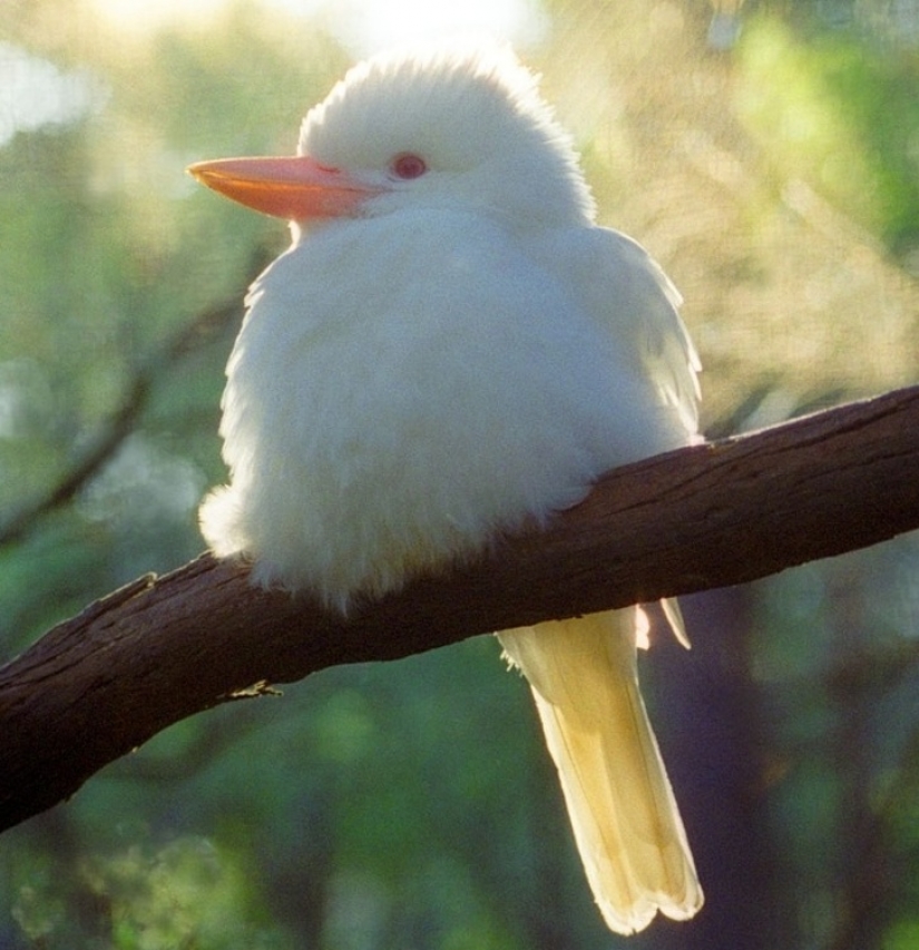 15 animales albinos nacidos para asombrar al mundo