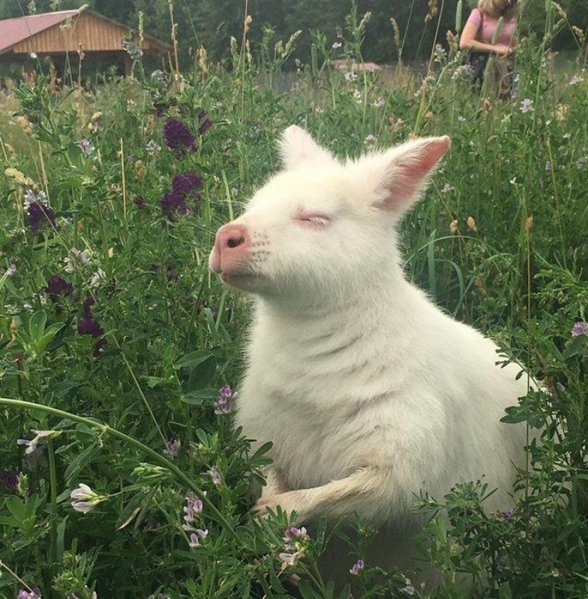 15 animales albinos nacidos para asombrar al mundo