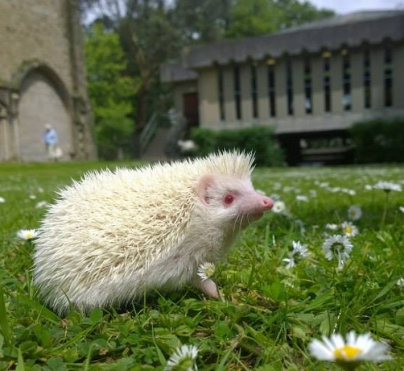 15 animales albinos nacidos para asombrar al mundo