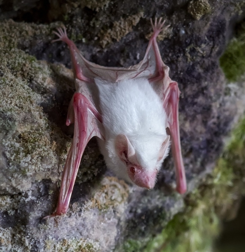 15 animales albinos nacidos para asombrar al mundo