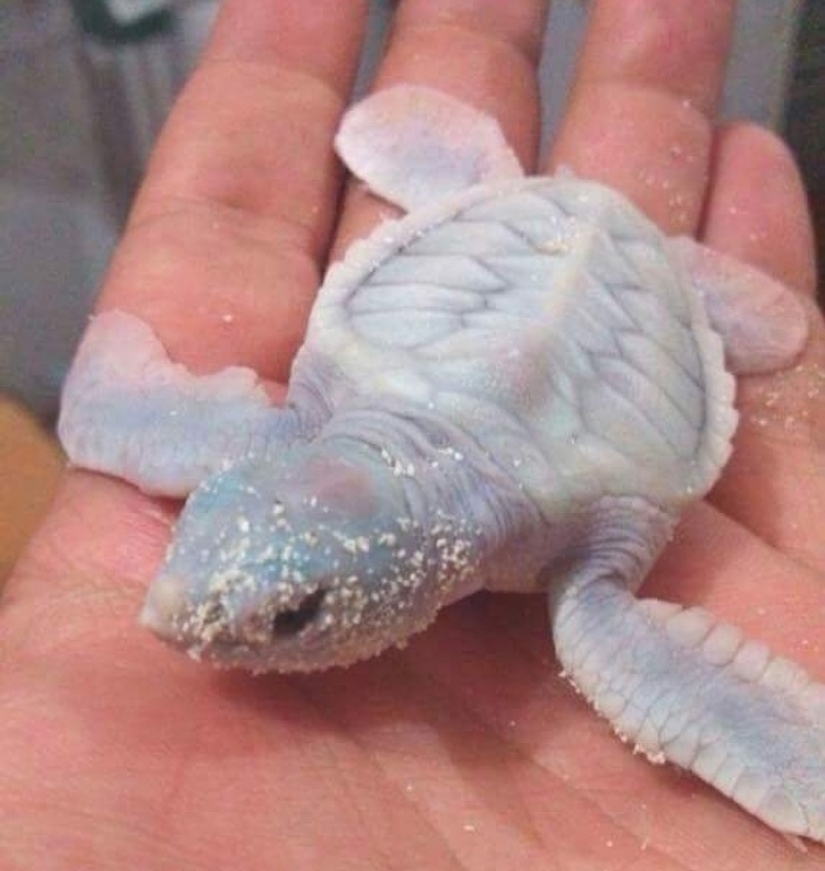 15 animales albinos nacidos para asombrar al mundo