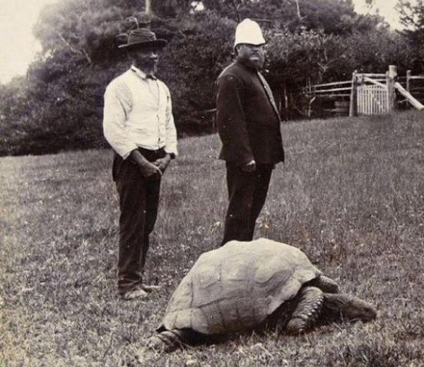 15 animales que son más viejos que sus abuelos