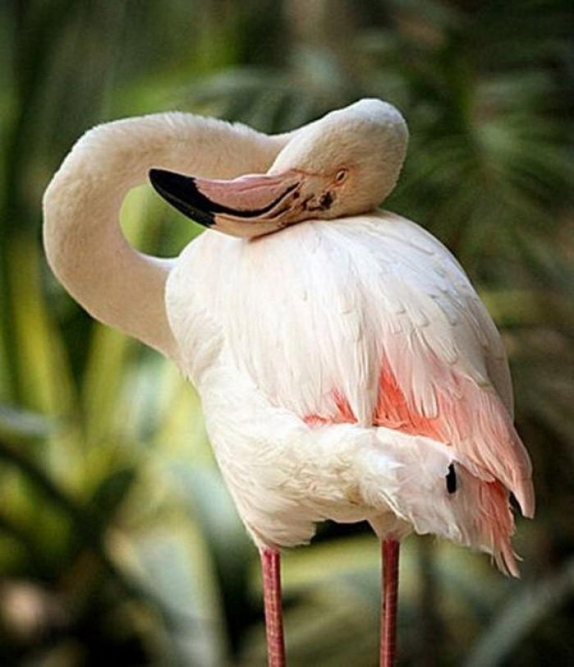 15 animales que son más viejos que sus abuelos