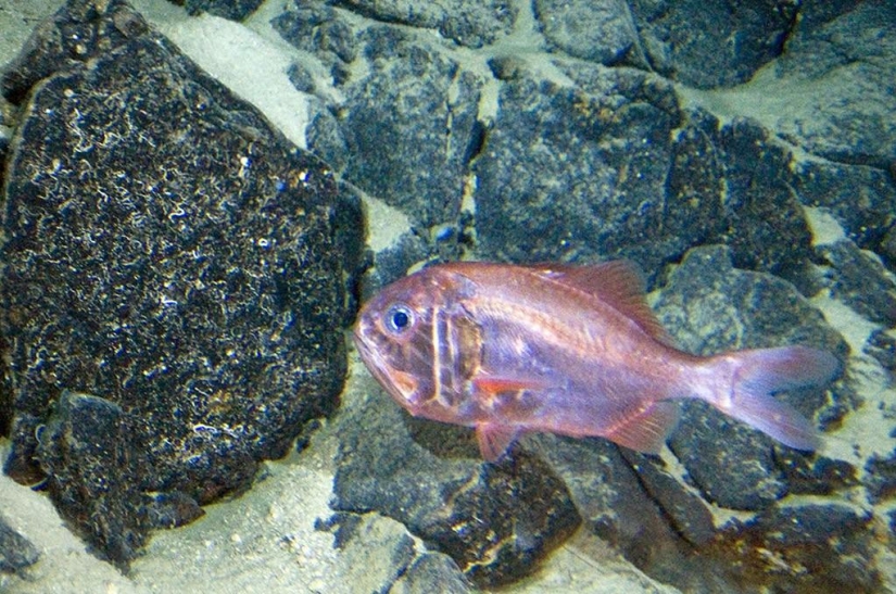 15 animales que son más viejos que sus abuelos