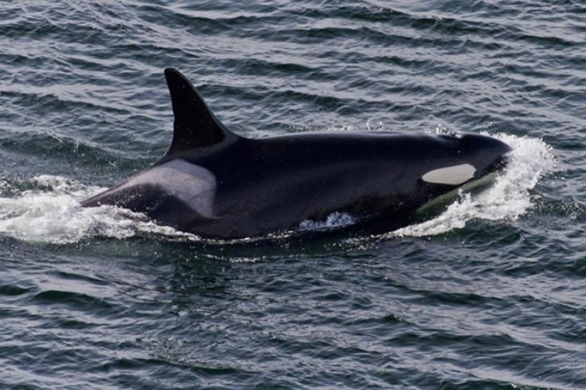 15 animals that are older than your grandparents