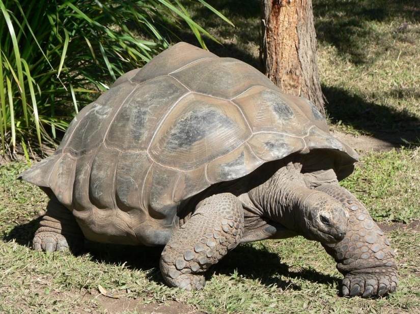 15 animals that are older than your grandparents