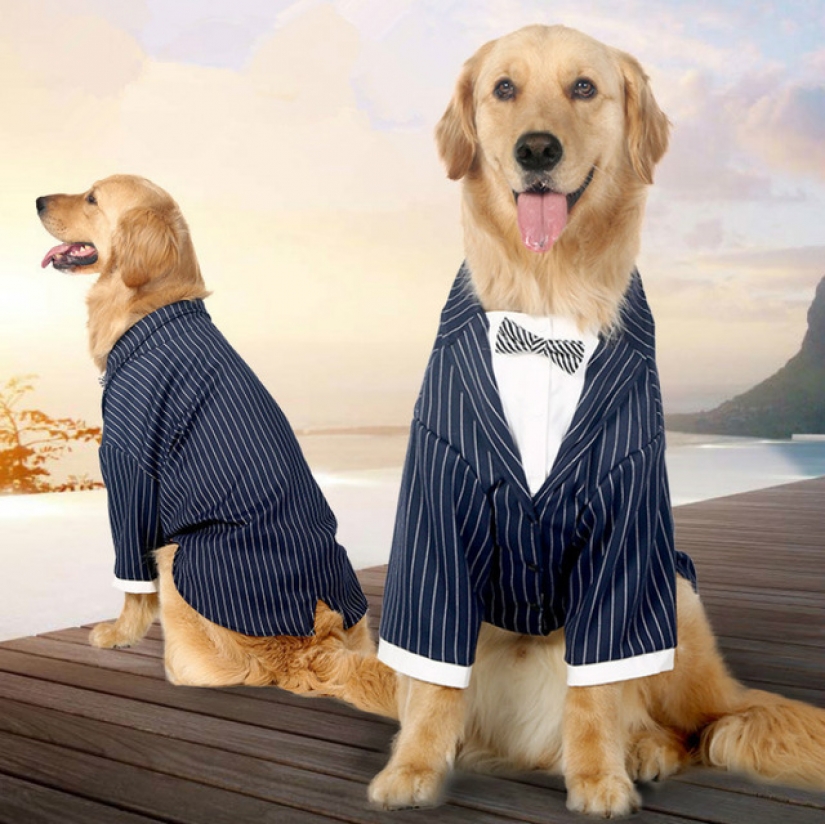 15 divertidos disfraces para mascotas de AliExpress 15 divertidos disfraces para mascotas de AliExpress