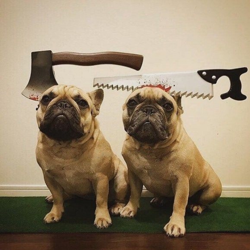 15 divertidos disfraces para mascotas de AliExpress 15 divertidos disfraces para mascotas de AliExpress