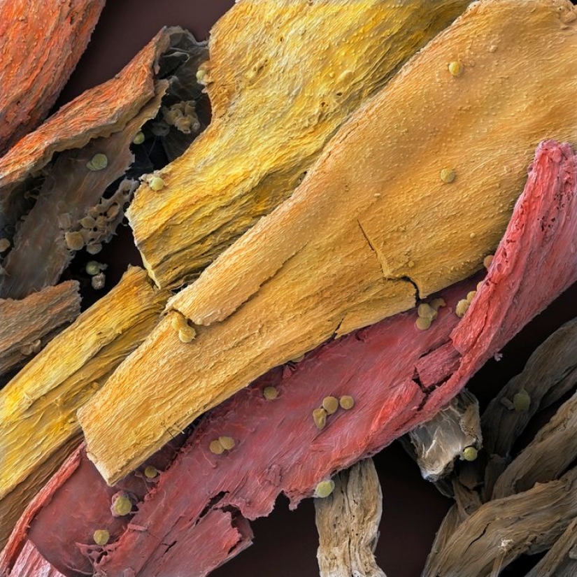 15 fascinating product photos under the microscope 15 fascinating product photos under the microscope