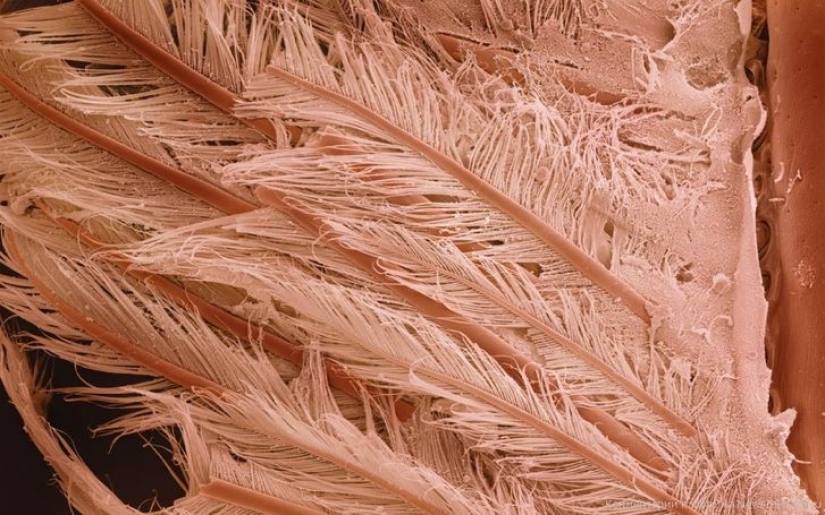 15 fascinating product photos under the microscope 15 fascinating product photos under the microscope