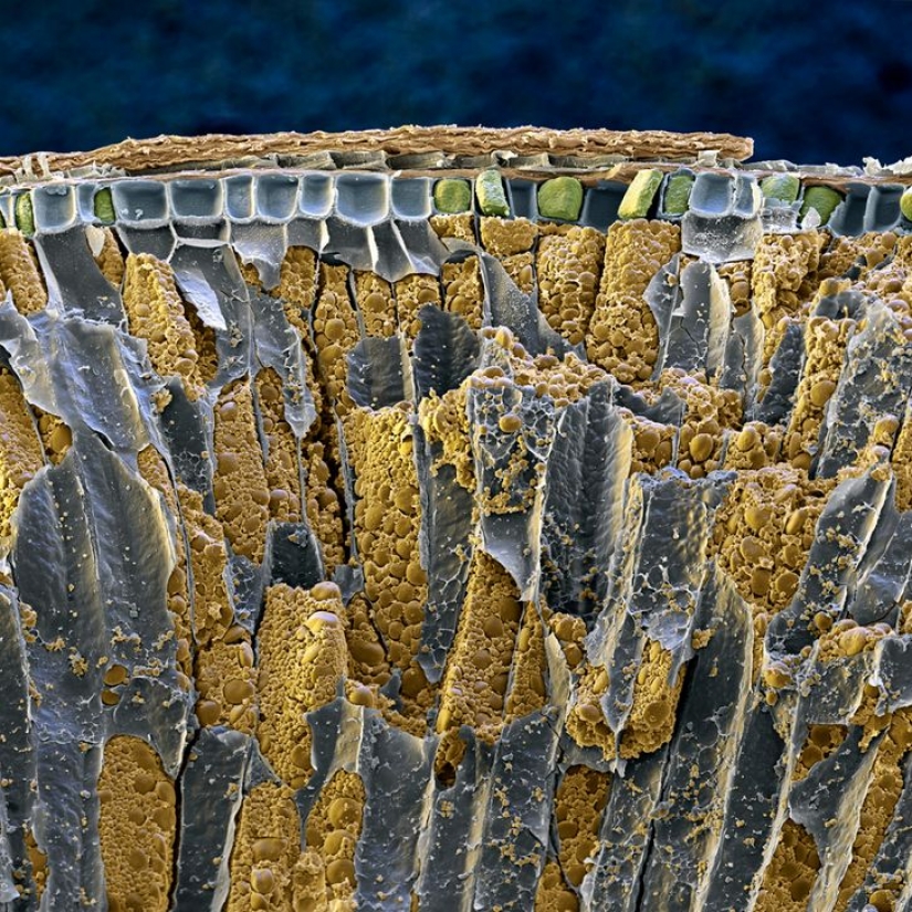 15 fascinating product photos under the microscope 15 fascinating product photos under the microscope