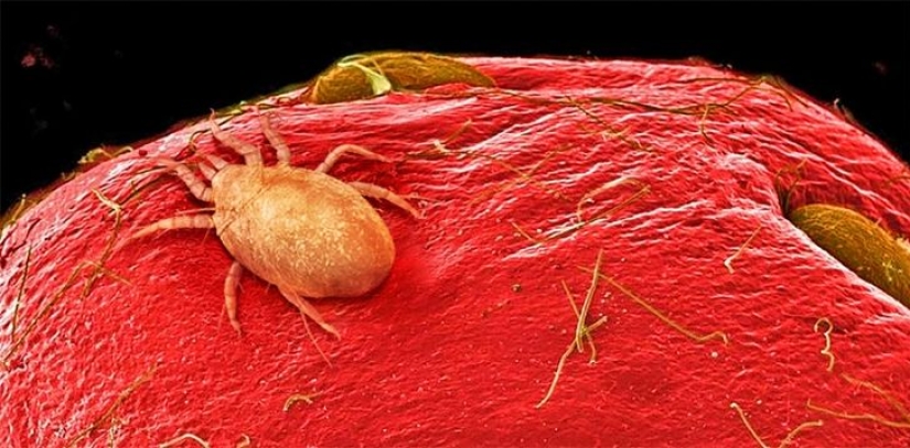 15 fascinating product photos under the microscope 15 fascinating product photos under the microscope