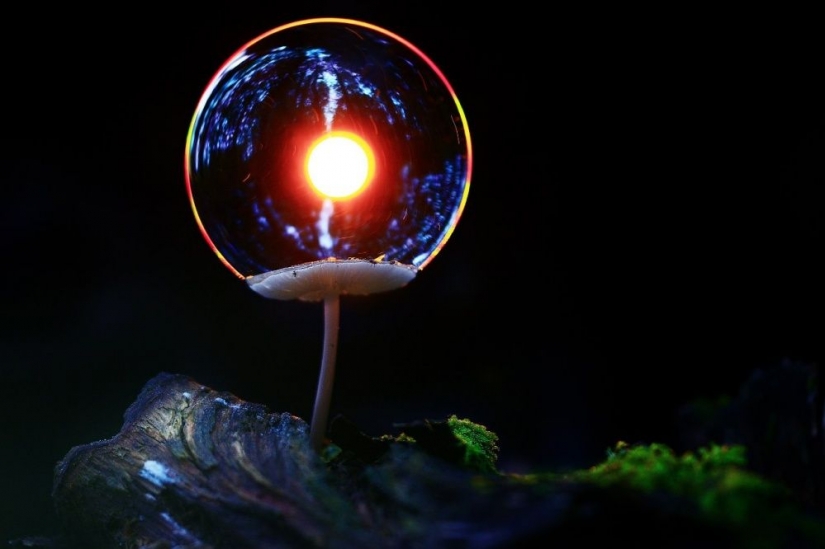 15 fotos de la vida silvestre, la más desconocida cosa en la tierra 15 fotos de la vida silvestre, la más desconocida cosa en la tierra