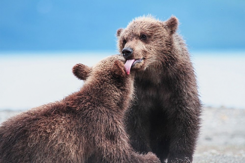 15 fotos de la vida silvestre, la más desconocida cosa en la tierra 15 fotos de la vida silvestre, la más desconocida cosa en la tierra