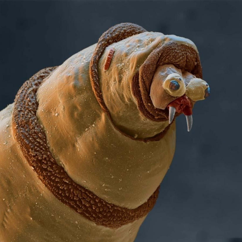 15 increíbles criaturas que no se pueden ver sin un microscopio 15 increíbles criaturas que no se pueden ver sin un microscopio