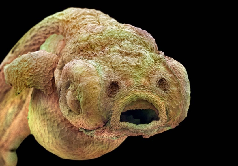 15 increíbles criaturas que no se pueden ver sin un microscopio 15 increíbles criaturas que no se pueden ver sin un microscopio