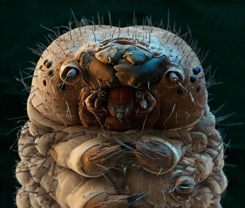 15 increíbles criaturas que no se pueden ver sin un microscopio 15 increíbles criaturas que no se pueden ver sin un microscopio