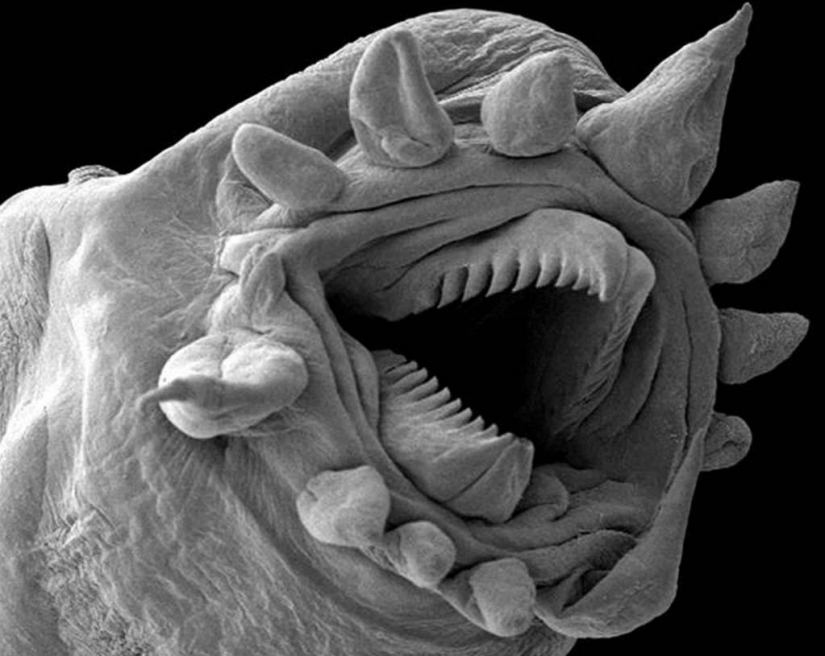 15 increíbles criaturas que no se pueden ver sin un microscopio 15 increíbles criaturas que no se pueden ver sin un microscopio