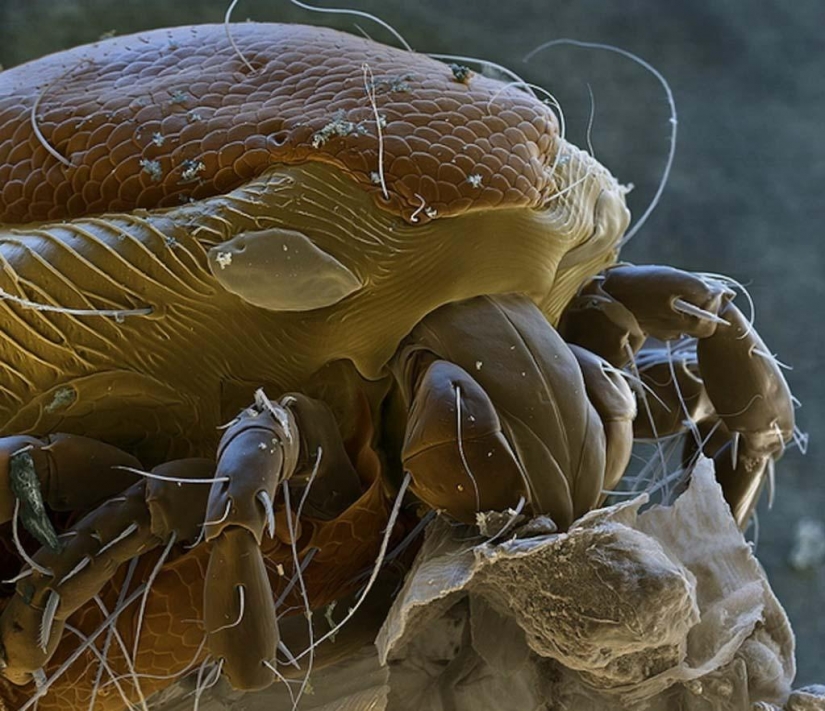 15 increíbles criaturas que no se pueden ver sin un microscopio 15 increíbles criaturas que no se pueden ver sin un microscopio