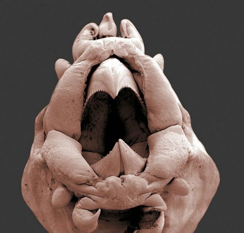 15 increíbles criaturas que no se pueden ver sin un microscopio 15 increíbles criaturas que no se pueden ver sin un microscopio