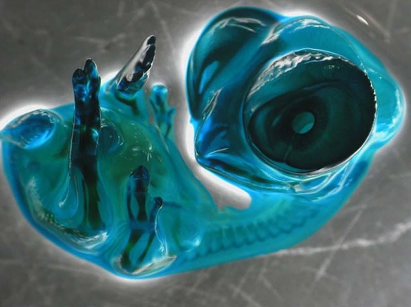 15 increíbles criaturas que no se pueden ver sin un microscopio 15 increíbles criaturas que no se pueden ver sin un microscopio