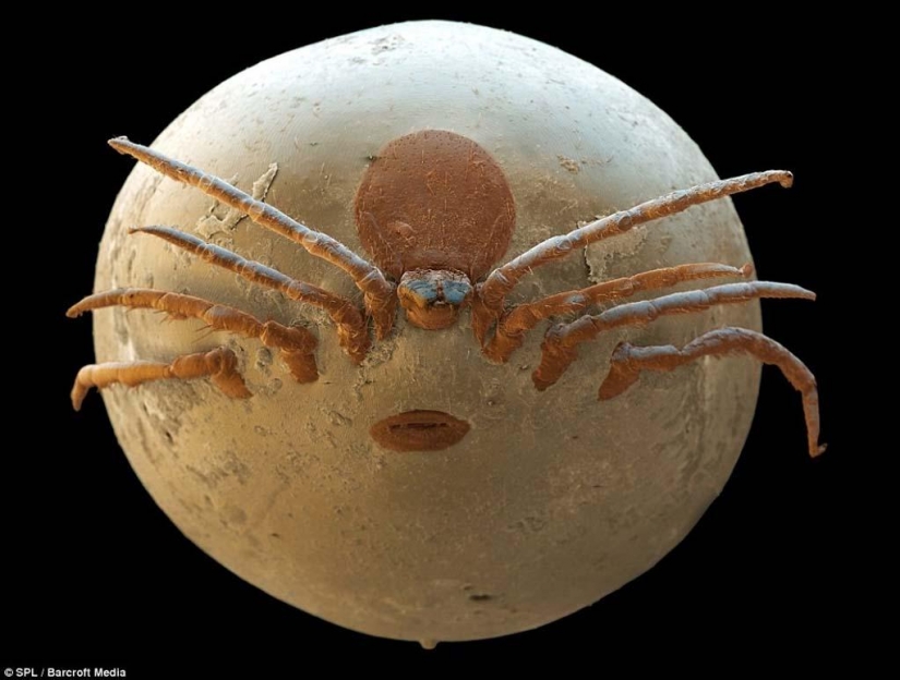 15 increíbles criaturas que no se pueden ver sin un microscopio 15 increíbles criaturas que no se pueden ver sin un microscopio