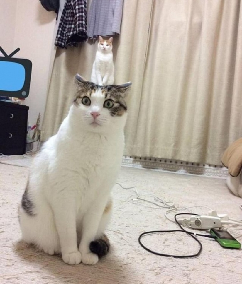 15 photos that can trick you more easily than a wizard