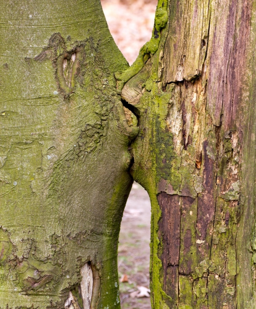 15 photos that can trick you more easily than a wizard