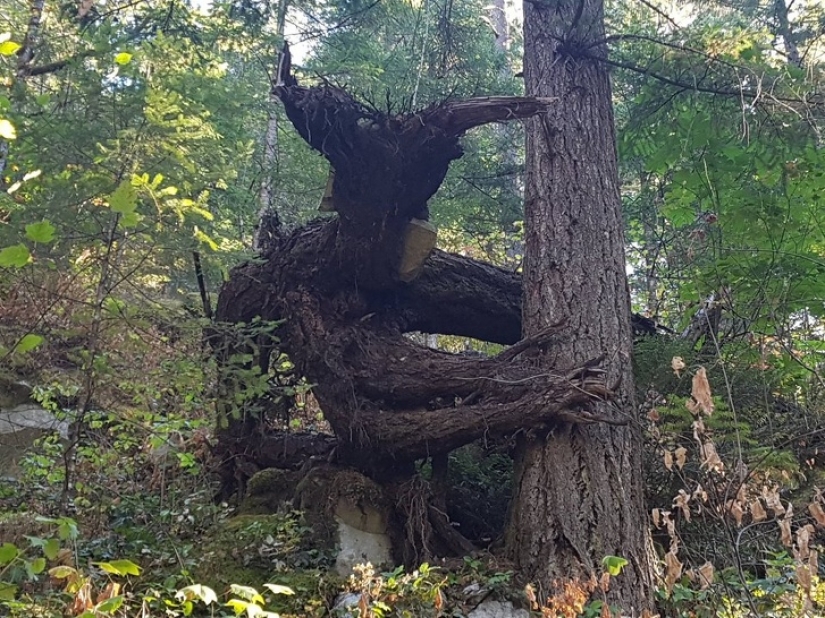 15 photos that can trick you more easily than a wizard