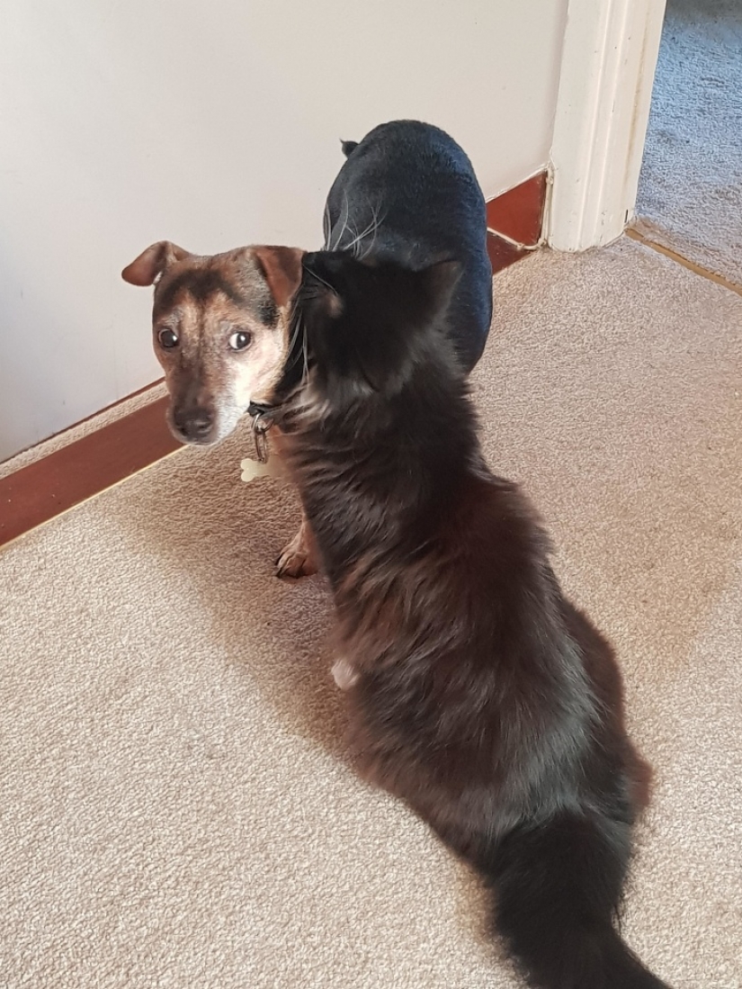 15 photos that can trick you more easily than a wizard