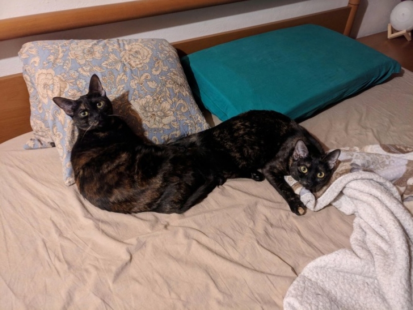 15 photos that can trick you more easily than a wizard