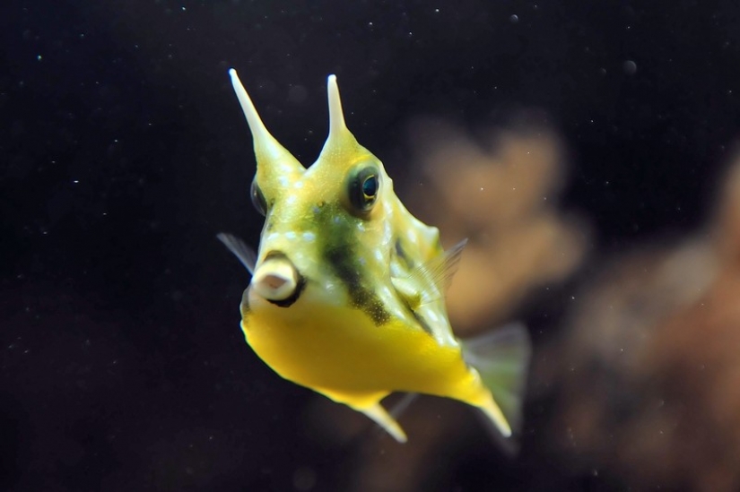 16 criaturas como de otro planeta