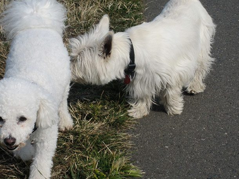 16 hechos inusuales sobre perros que necesitas saber